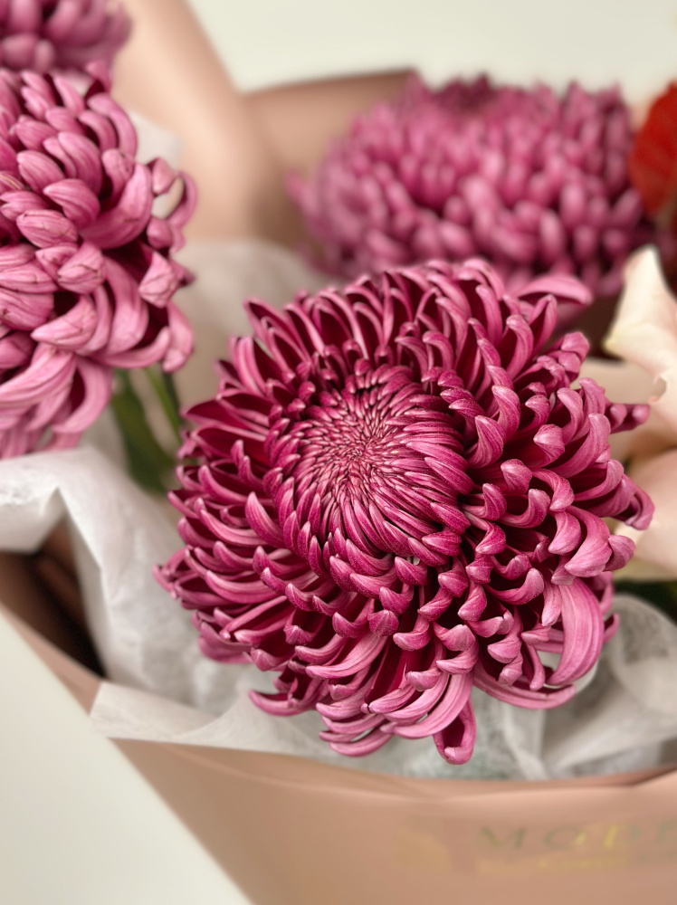 Букет из бордовых хризантем Бигуди и розовых французских роз с листьями бука