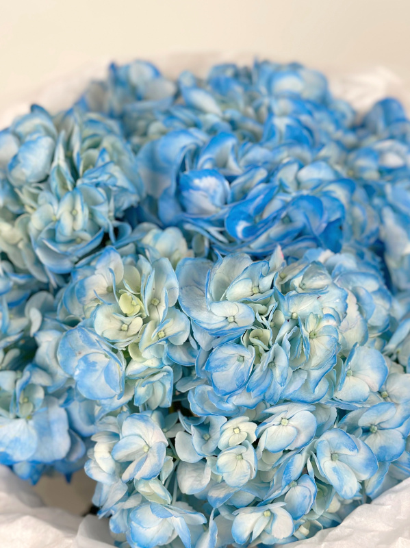 Букет из голубых гортензий