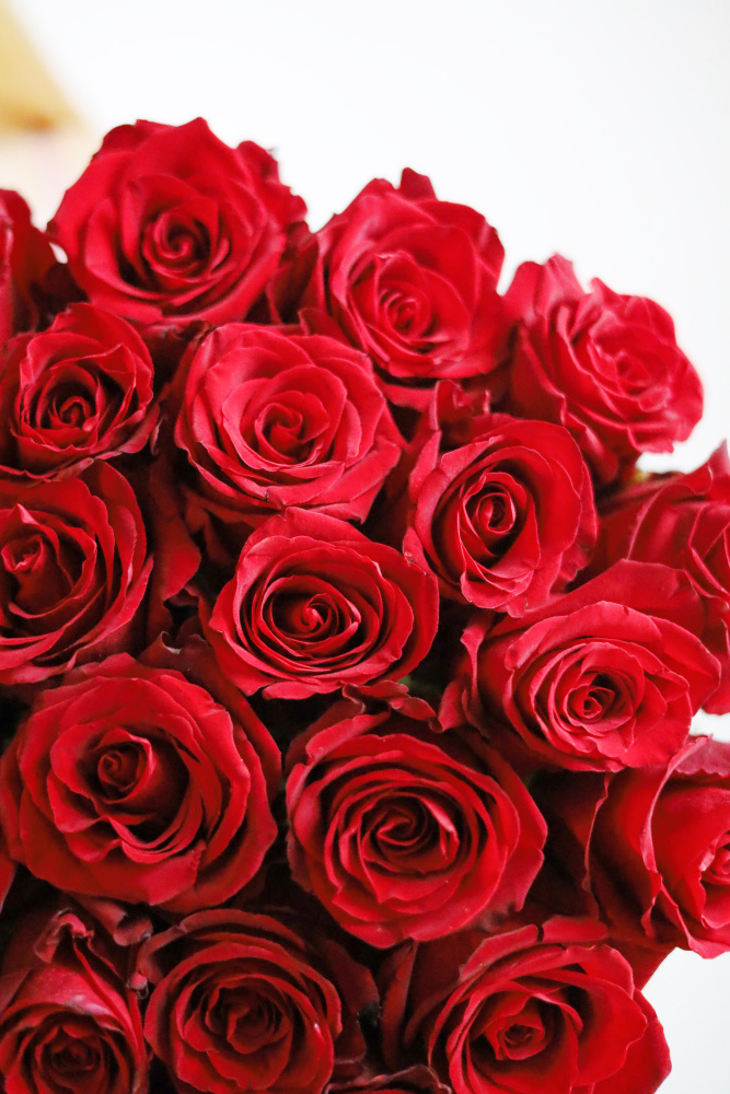 БОРДОВАЯ РОЗА 25 шт